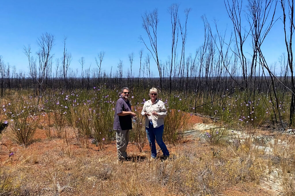 Mt-Glasse-Ni-laterite-copy